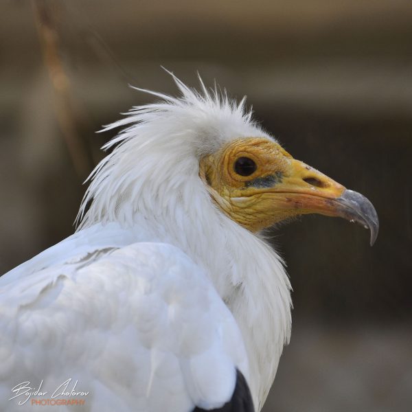 Wildlife Photography