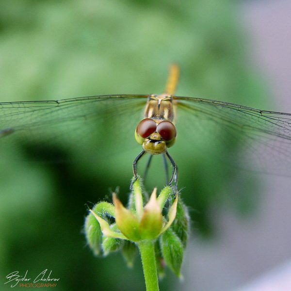 Macro & Nature Photography